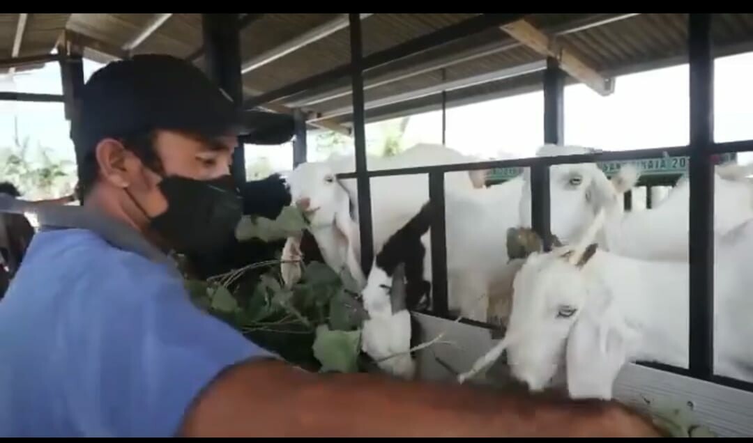 Salah satu warga Sanur Kaja Denpasar yang mengikuti program padat karya tunai beternak kambing.
